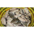 frozen black tilapia fillet